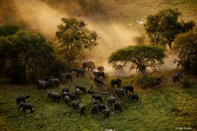 最後的動物 The Last Animals 2 © Kate Brooks(台灣野望自然傳播學社提供)